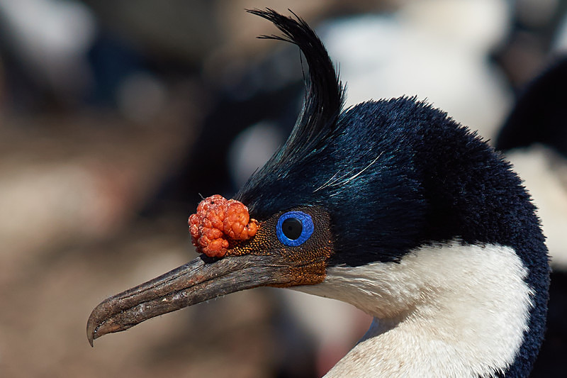 Imperial Shag - Bleaker Island