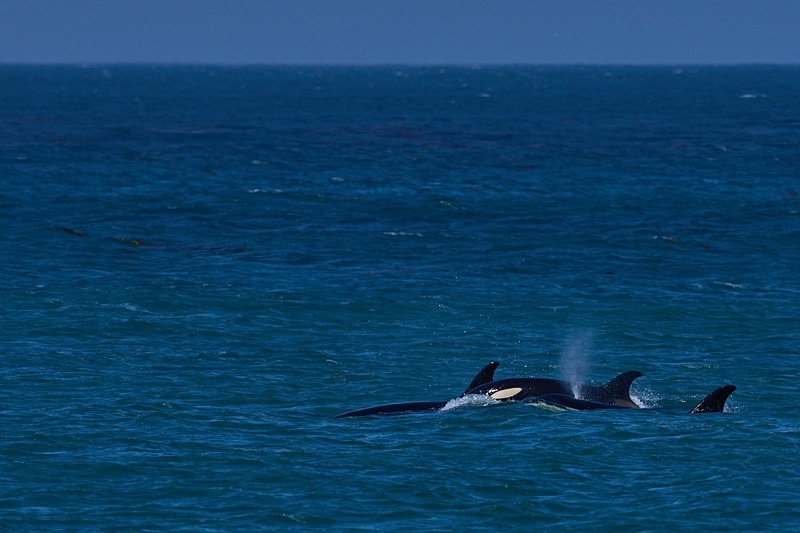 Killer Whales - Falkland Islands - Oct 23