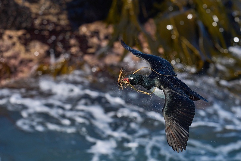 Rock Shag - Falkland Islands - Oct 23