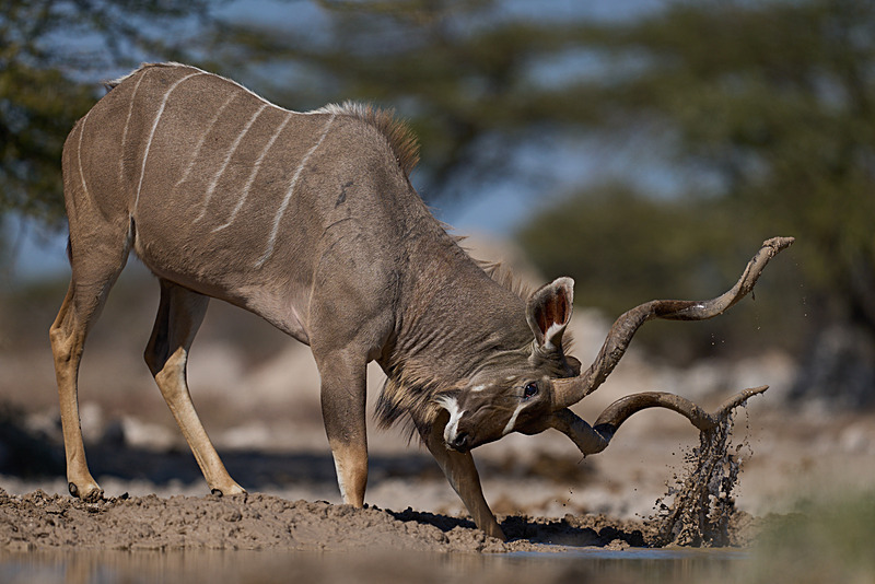  - Etosha National Park - September 2024