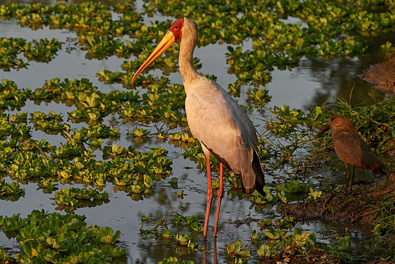 Yellow Billed Stork & Hamerkop - South Luangwa National Park - Nov 2023