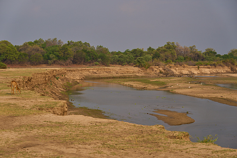  - South Luangwa National Park - November 2025