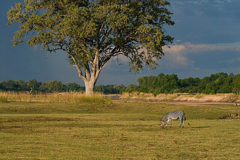 Zebra in Landscape - South Luangwa National Park - April 2024