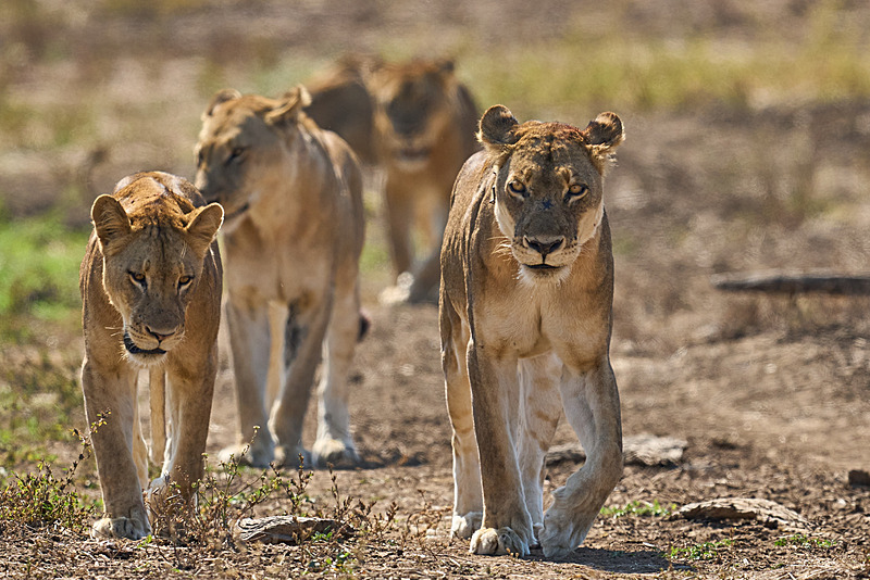  - South Luangwa National Park - May 2025