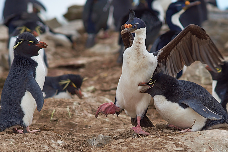 Imperial Cormoran flees Rockhopper Penguin - Sea Lion Island