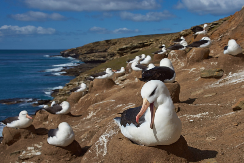 Black-browed Albatross - Saunders Island