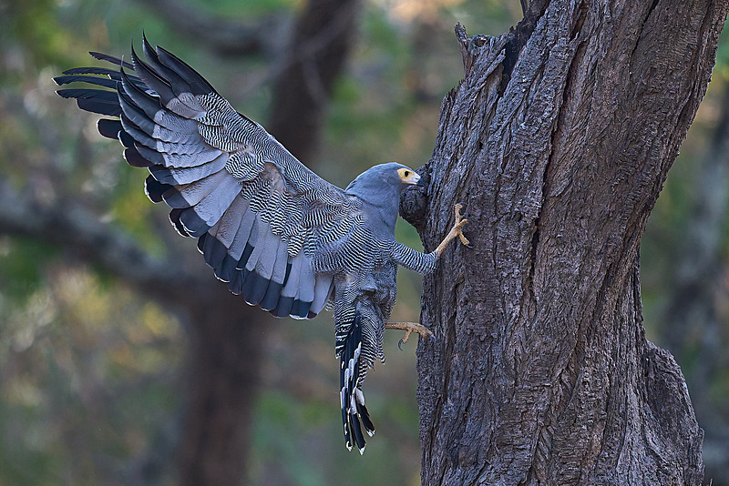  - Lower Zambezi National Park - May 2026