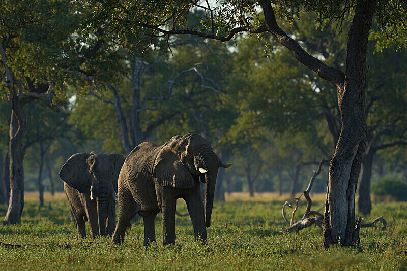 Bull Elephants in woodland - South Luangwa National Park - April 2024