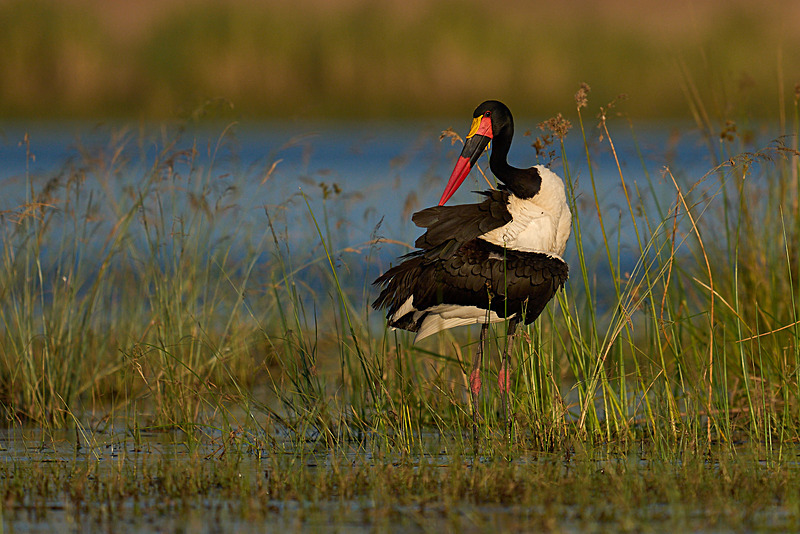  - Lower Zambezi National Park - May 2026