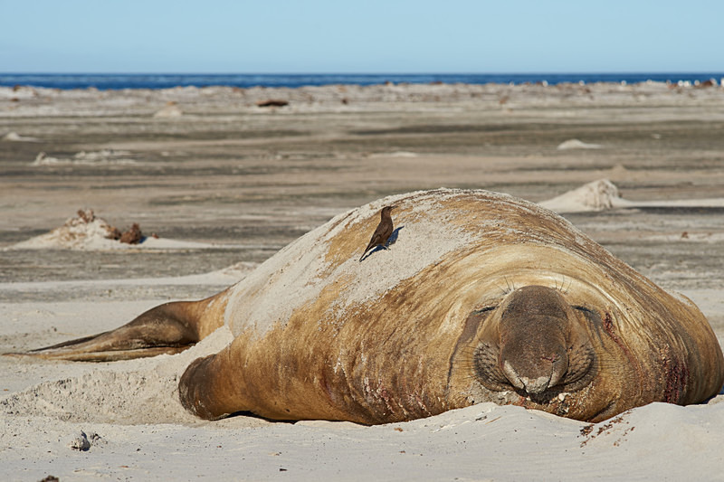 Bird on Elephant Seal - Sea Lion Island
