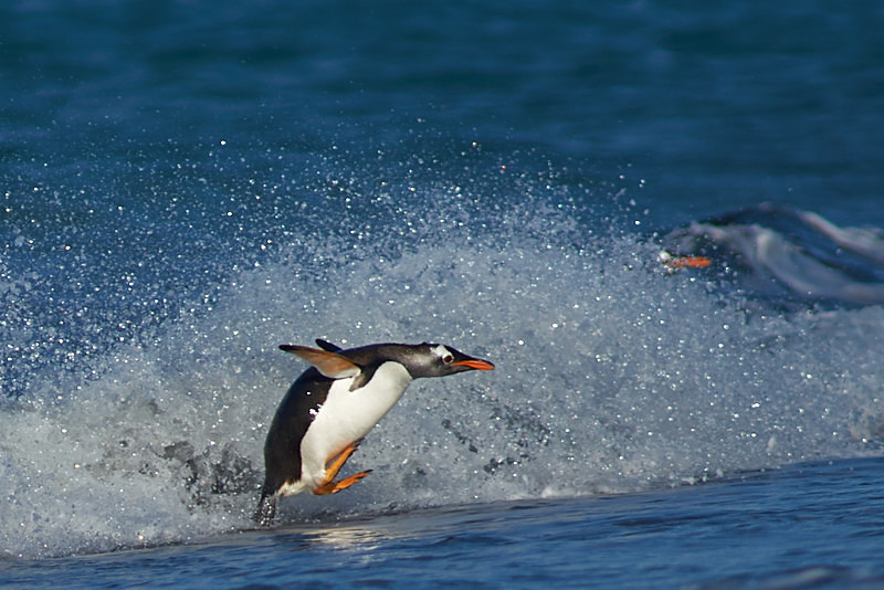 Gentoo Penguin - Sea Lion Island