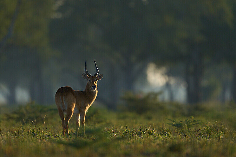 Puku at sunrise - South Luangwa National Park - April 2024