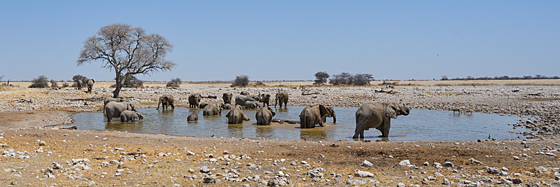  - Etosha National Park - September 2025