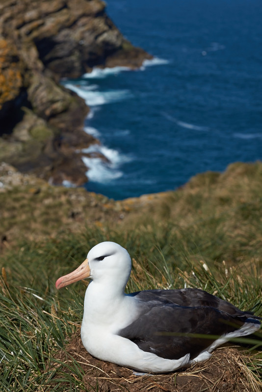 Black-browed Albatross - West Point Island