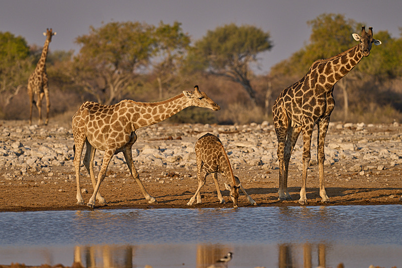  - Etosha National Park - September 2024