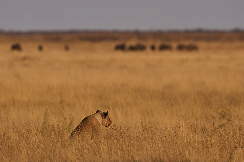  - Etosha National Park - September 2025