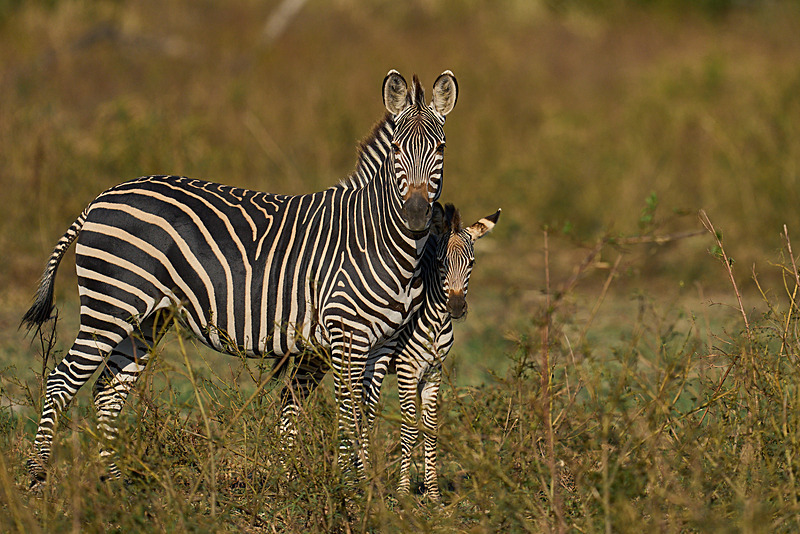  - South Luangwa National Park - May 2025