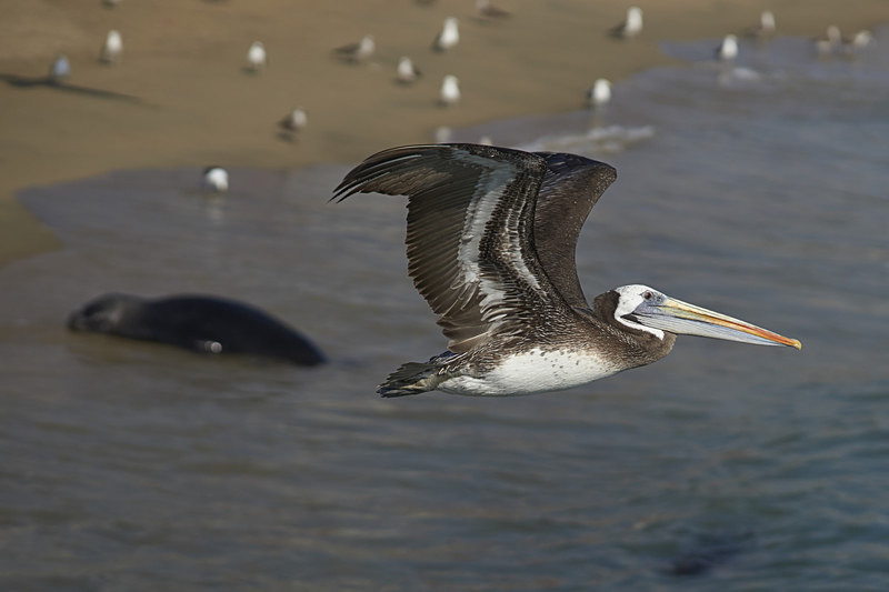 Peruvian Pelican in Flight - Wildlife of Chile