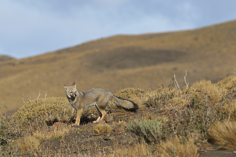 South American Grey Fox - Torres del Paine National Park