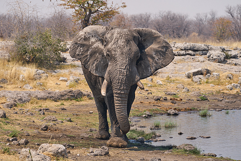  - Etosha National Park - September 2025