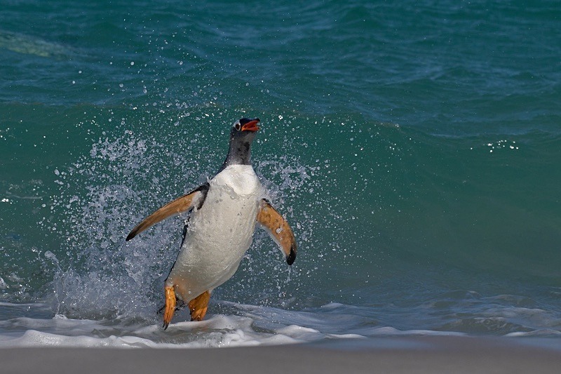 Gentoo Penguin coming ashore - Falkland Islands - Oct 23
