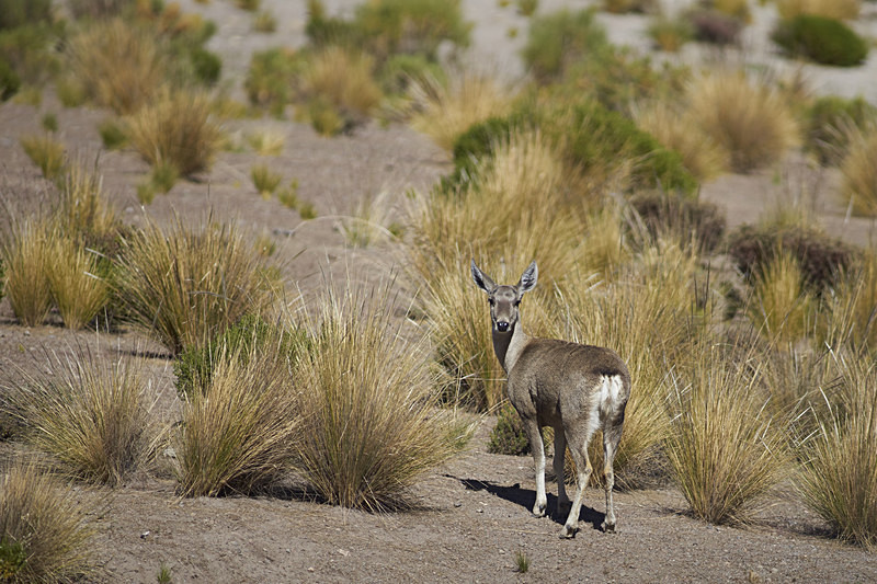 North Andean Deer - Wildlife of Chile