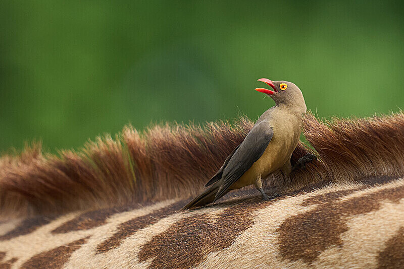 Red-billed Oxpecker on Thornicroft's giraffe - South Luangwa National Park - April 2024