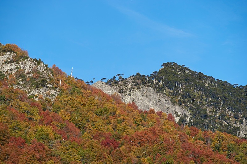 Autumn in Conguillio National Park - Conguillio National Park