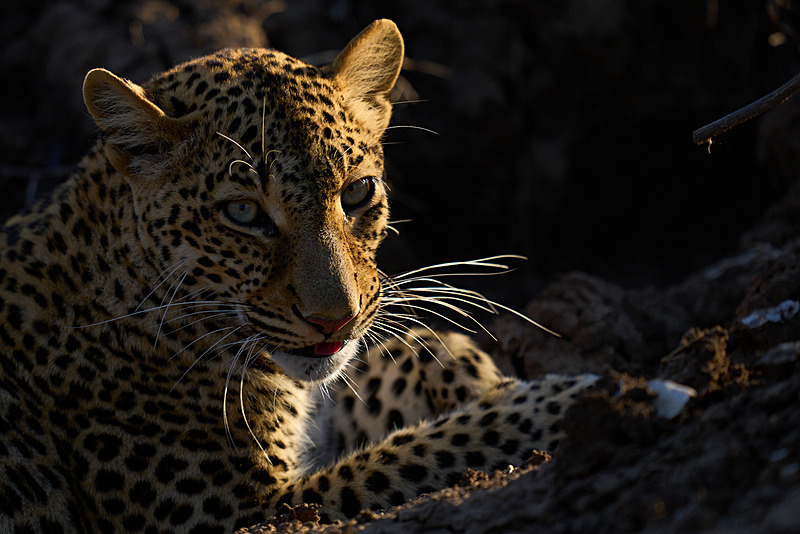  - South Luangwa National Park - May 2025