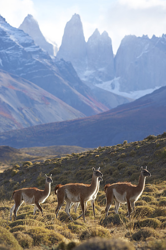 Guanaco in Torres del Paine National Park - Wildlife of Chile