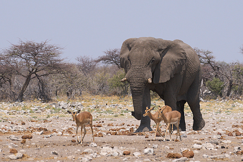  - Etosha National Park - September 2025