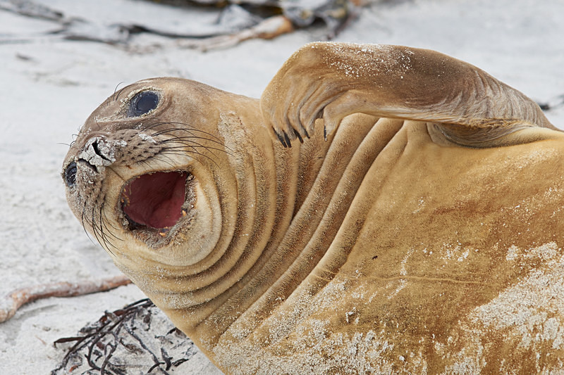 Female Elephant Seal - Sea Lion Island