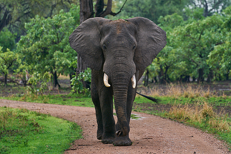  - South Luangwa National Park - November 2024