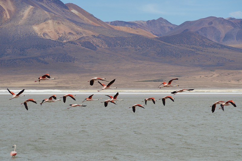 Chilean Flamingos in Flight - Altiplano of North-East Chile