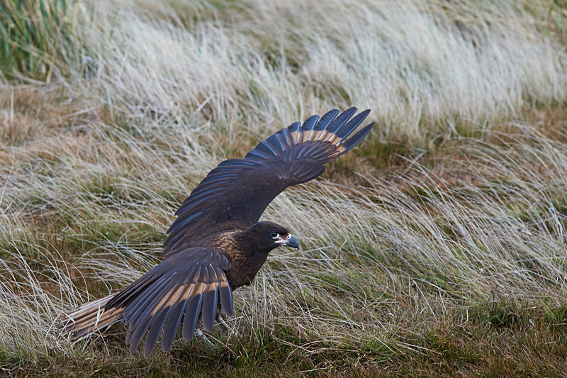 Striated Caracara - Sea Lion Island