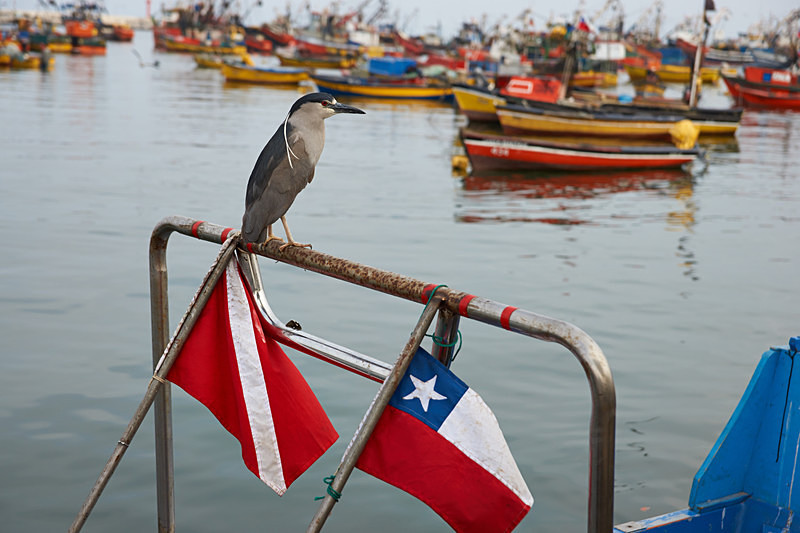 Black Crowned Night Heron - Coastal Chile