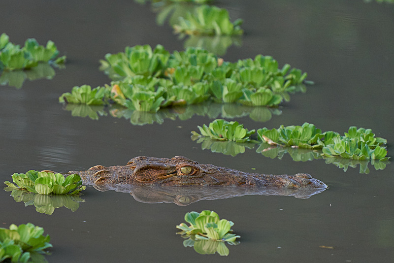 Nile Crocodile - South Luangwa National Park - Nov 2023