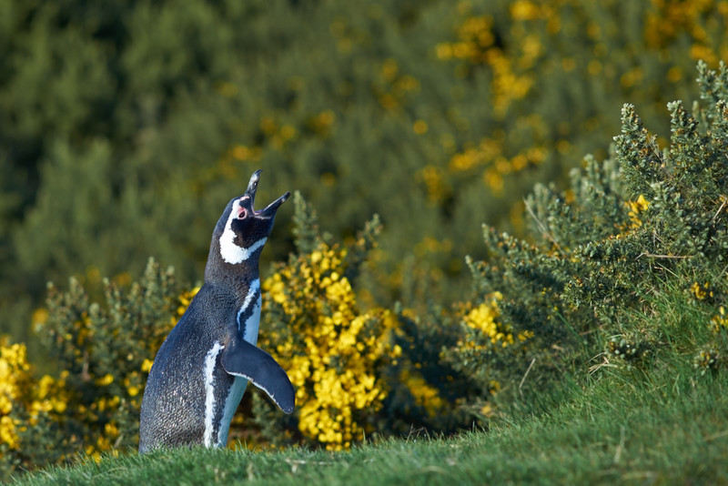 Magellanic Penguin 'Braying' - Carcass Island