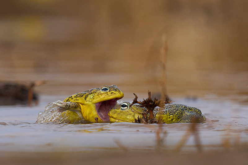  - South Luangwa National Park - November 2025