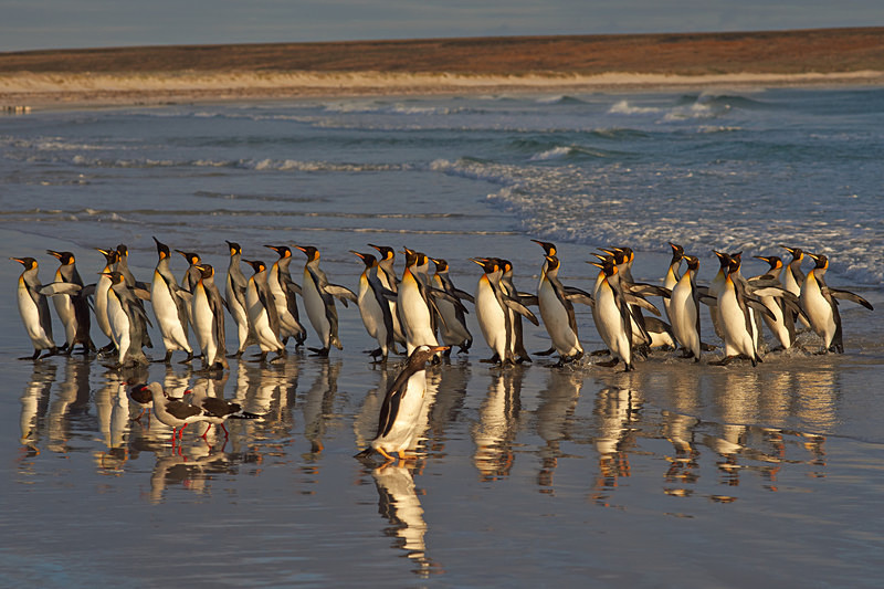 King Penguin Reflections - Volunteer Point