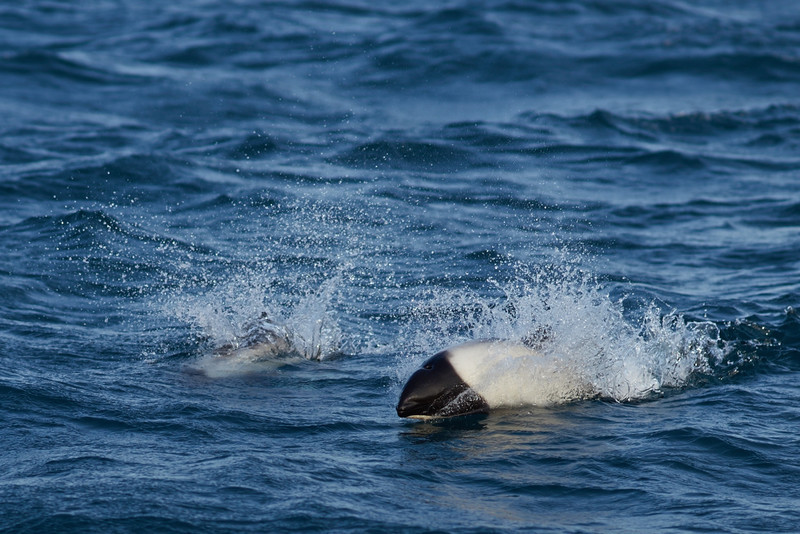 Commerson's Dolphin - West Point Island