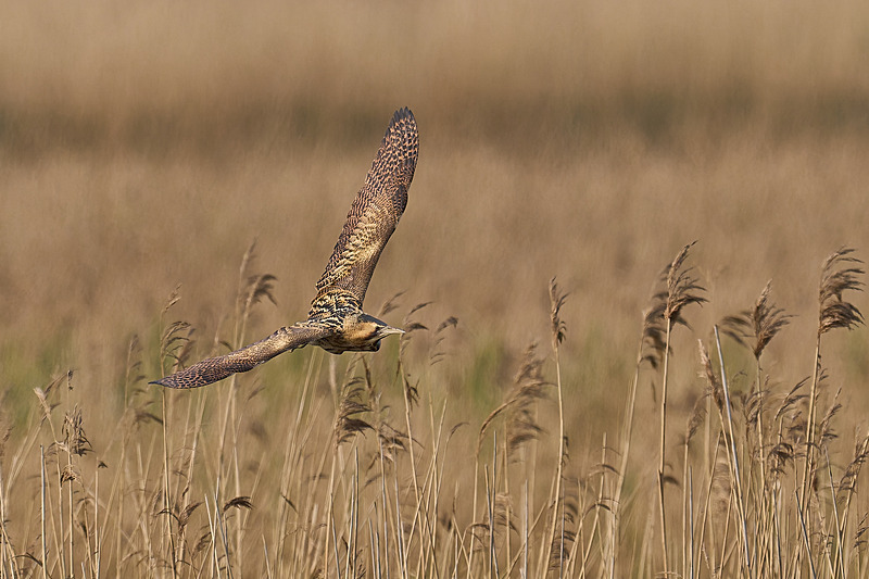  - Wildlife of the Somerset Levels