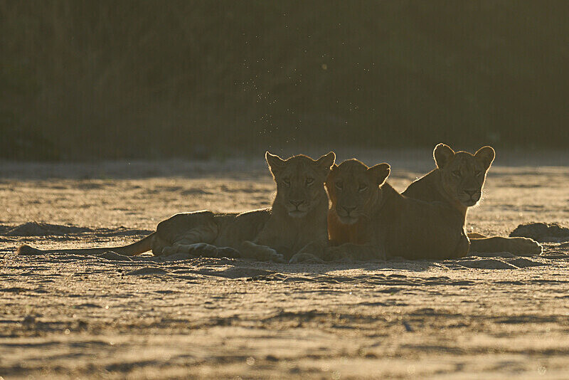 Lion cubs at sunrise - South Luangwa National Park - April 2024