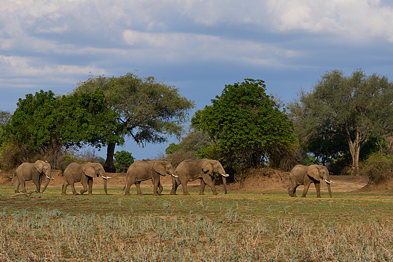  - South Luangwa National Park - November 2025