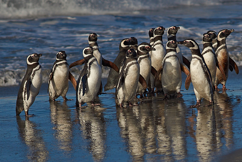 Magellanic penguins - Sea Lion Island