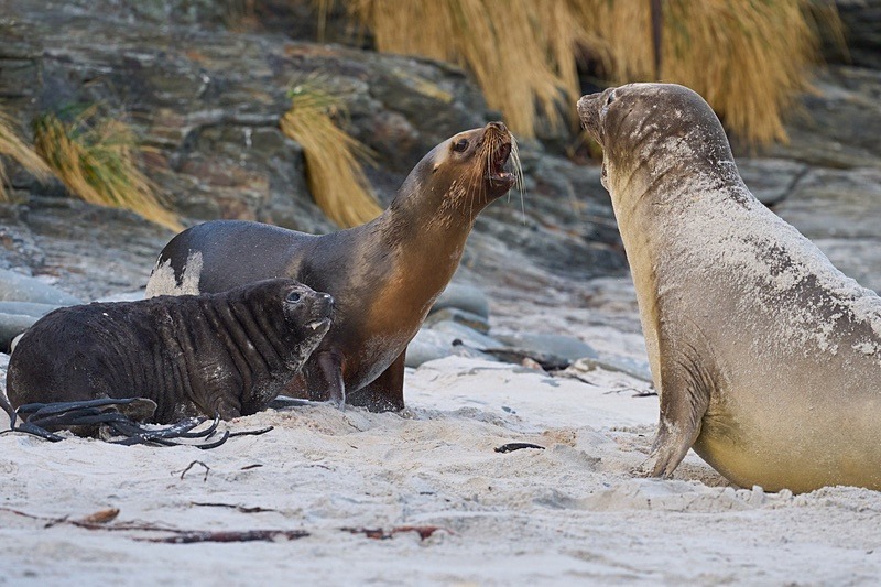 Sea Lion abducting Elephant Seal pup - Falkland Islands - Oct 23
