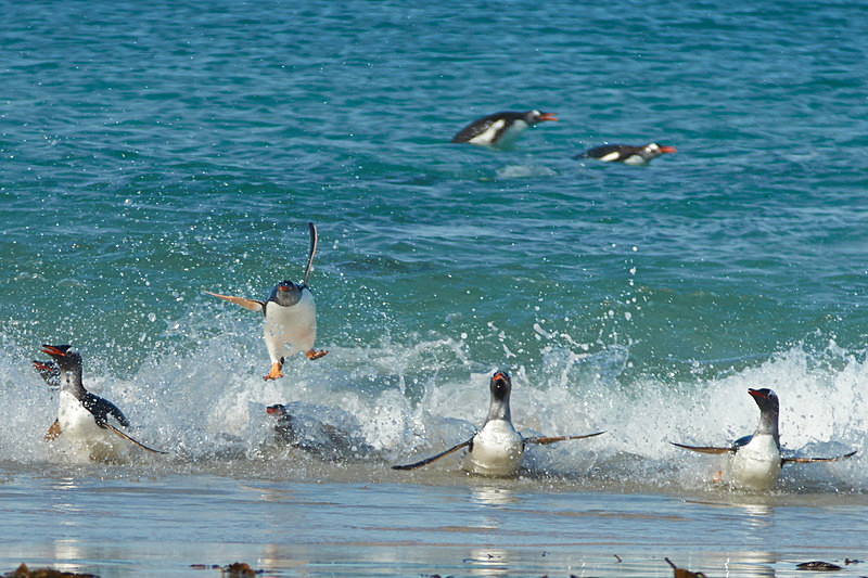 Acrobatic Penguin - Bleaker Island