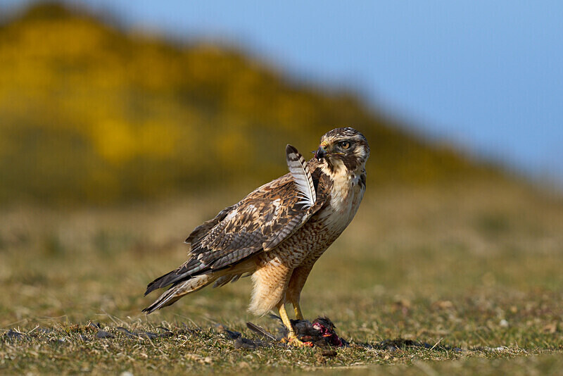Variable Hawk - Falkland Islands Oct 22