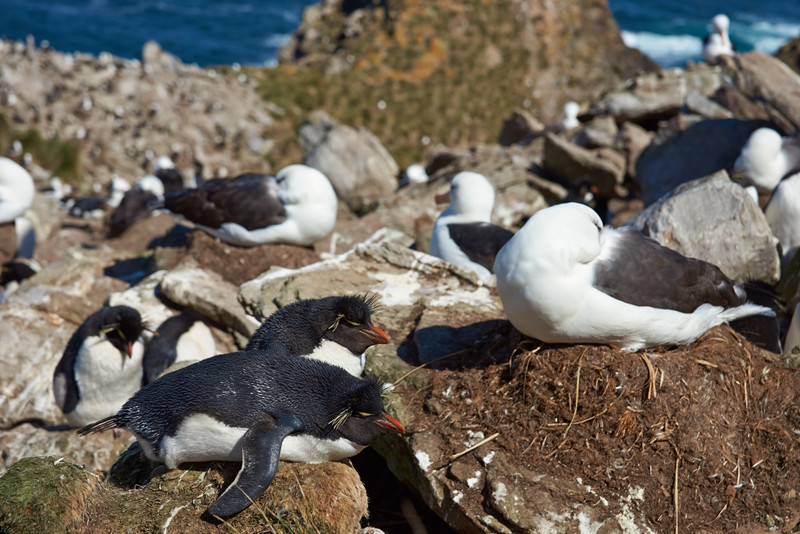 Black-browed Albatross and Rockhopper Penguins - West Point Island