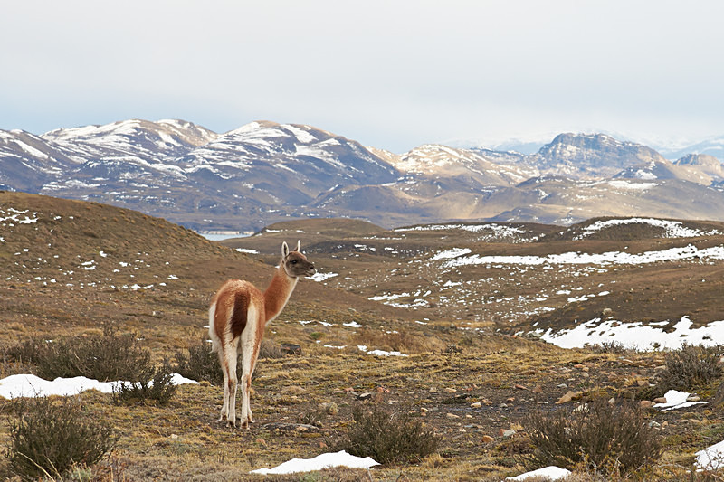 Guanaco in the Torres del Paine - Wildlife of Chile